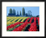 Tulip Field  Washington  USA