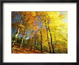 Trees Covered in Yellow Autumn Leaves  Jasmund National Park  Island of Ruegen  Germany