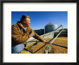 A Farmer Watches as His Corn is Augered into a Grain Truck
