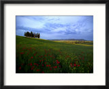 Poppies in a Wheat Field and a Cluster of Cypress Trees