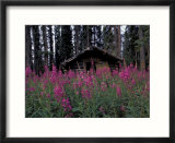 Abandoned Trappers Cabin Amid Fireweed  Yukon  Canada