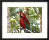 Parrot at Radisson Resort  Palm Beach  Aruba  Caribbean