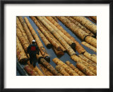 A Lumberman Walks on Floating Raw Logs Ready for Export