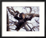 Young Male Chimpanzee  Gombe National Park  Tanzania