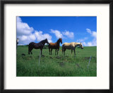Horses in Field Near Hana  Maui  Hawaii