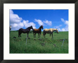 Horses in Field Near Hana  Maui  Hawaii