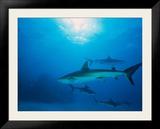Reef Sharks  Walker's Cay  Bahamas