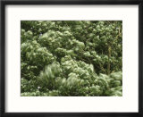 Blurry Leaves on Tall Trees