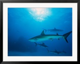 Reef Sharks  Walker's Cay  Bahamas