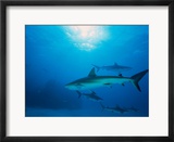 Reef Sharks  Walker's Cay  Bahamas