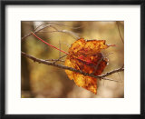 Autumn-Hued Maple Leaf Clinging to a Twig