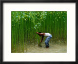 Farmer Harvesting Jute  Tangail Dhaka  Bangladesh