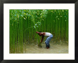 Farmer Harvesting Jute  Tangail Dhaka  Bangladesh