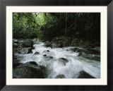 Creek Rushing Through a Woodland Setting