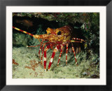 A Close View of a Lobster Near its Reef Home