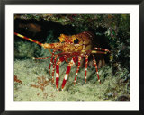 A Close View of a Lobster Near its Reef Home