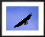 A Bald Eagle (Haliaeetus Leucocephalus) in Flight Near Homer  Alaska  Homer  USA