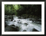 Creek Rushing Through a Woodland Setting