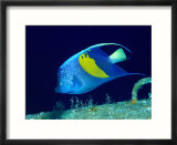 Arabian Angelfish (Pomacanthus Maculosus)  Red Sea and Arabian Sea  Egypt