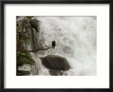 An American Bald Eagle Perched in a Tree Near a Rushing Waterfall