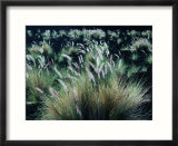 Pili Grass Growing on Lava Flow in the Kona Region  Kailua-Kona  USA