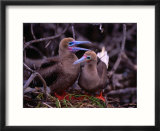 Nesting Pair of Red-Footed Boobies (Sula Sula) in Mangroves on Lighthouse Reef  Belize