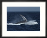 A Breaching Humpback Whale in the Sea of Cortez