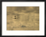A Northern Fulmar Skims the Water of Hinlopen Strait