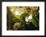 Mountain Laurel in Bloom in Early Morning Light