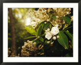 Mountain Laurel in Bloom in Early Morning Light