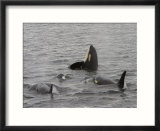 A Killer Whale Pod in Johnstone Strait