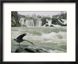 Great Blue Heron Stretches its Neck toward the Potomac River