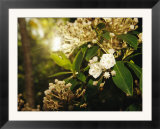 Mountain Laurel in Bloom in Early Morning Light