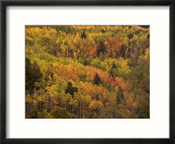 Elevated Autumnal View of a Forest