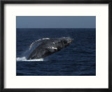 A Breaching Humpback Whale in the Sea of Cortez