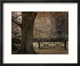 Beech Tree