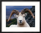 Dall Ram (Ovis Dalli)  Alaska  USA