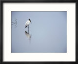 A Lone Wood Stork  Stalking in the Shallows  Playa Esterillos  Puntarenas  Costa Rica