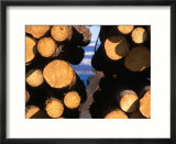 Logging  Homer  Alaska  USA