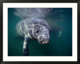 Manatees  Crystal River Nw Refuge  FL