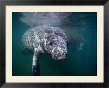 Manatees  Crystal River Nw Refuge  FL