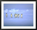 Emperor Penguins (Aptenodytes Forsteri) Crossing Ice  Weddell Sea  Antarctica
