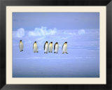 Emperor Penguins (Aptenodytes Forsteri) Crossing Ice  Weddell Sea  Antarctica