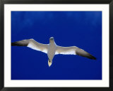 Gannet (Sula Bassana) Flying  Ireland
