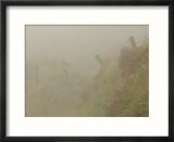Ireland  Foggy Countryside
