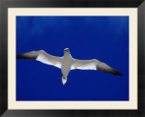Gannet (Sula Bassana) Flying  Ireland