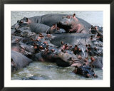 Group Of Hippopotami (Hippopotamus Amphibius) In River  Masai Mara National Reserve  Kenya