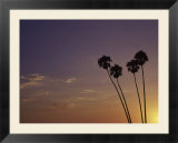 Sunset And Palm Trees  Laguna Beach  CA