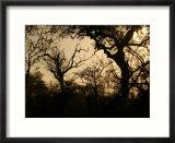 African Landscape - Kruger National Park