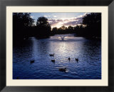 Fountain & Ducks In Water At Sunset